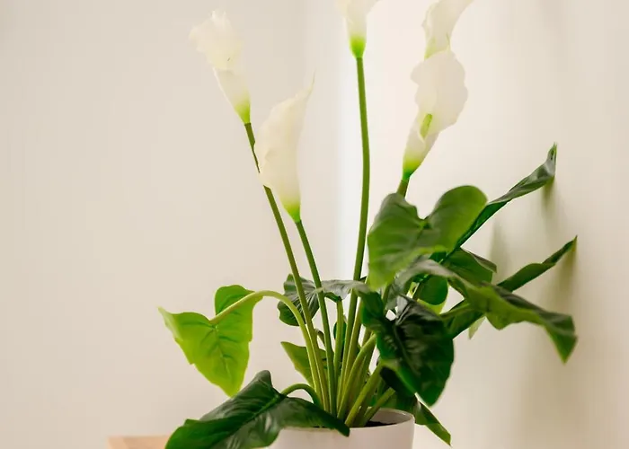 בית אירוח F8-1 Spacious *